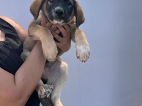 5 Welpen Geschwister auf der Suche nach ihrem großen Glück🐶🍀❤️
