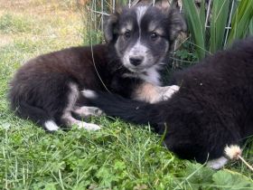 Zwei Welpen Geschwister suchen ihr für immer zu Hause🏡🫂🐶