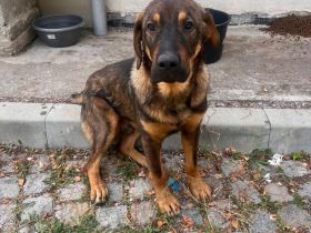 Carlos (reserviert)– offener und lebensfreudiger Rüde sucht Zeit für immer zu Haus🩵🫂