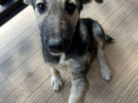 Aria- tapfere und mutige Welpe sucht ihr neues Zuhause💖🐶