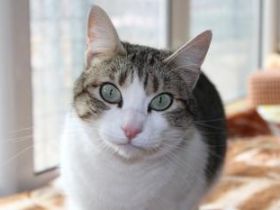 Door, Einzelprinzessin