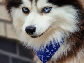 Pomsky F3 Toy Deckrüde Pomeranian Minihusky