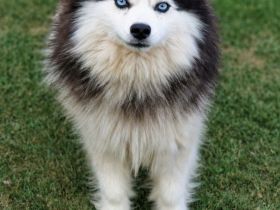 Pomsky F3 Toy Deckrüde Pomeranian Minihusky