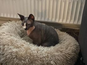 Verkaufe eine sphynx