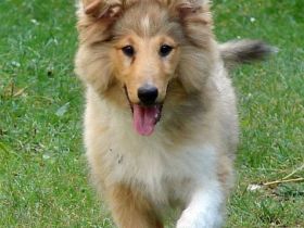 Sheltie - Zwei wundervolle Rüden