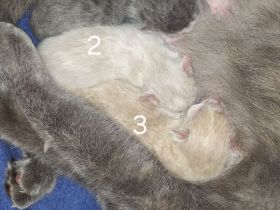 Britisch Kurzhaar Kitten