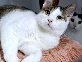 Liebevoller Giovanni sucht sein neues Zuhause!