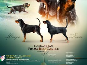 Black and Tan Coonhound Welpen