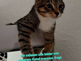 Milo sucht liebevolles Zuhause