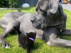 Cane Corso Deckrüde