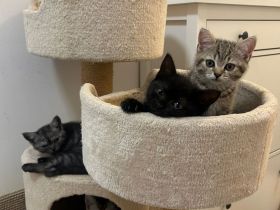 4 süße BKH Kitten suchen ein neues Zuhause