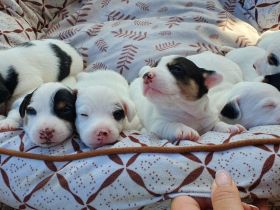 Jack Russell Terrier Welpen – verspielt & gesund – abzugeben