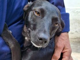 Hündin Lola / kastriert / derzeit noch in Griechenland / vorgemerkt