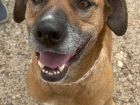 Lolla sucht eine Familie!