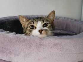 Sanfte Seele Sitara sucht ihr Für-Immer-Zuhause!