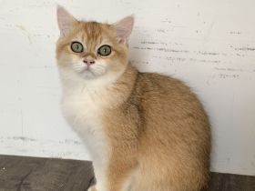 Bkh Kitten mit Stammbaum