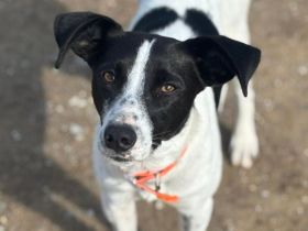 Aufgewecketer Mischlingsrüde Ozzy sucht aktives Zuhause