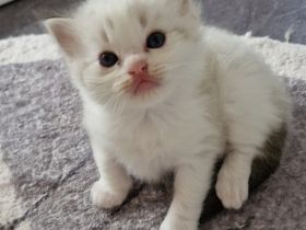 Ragdoll kitten mit Stammbaum