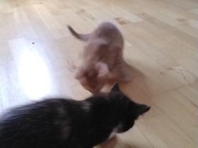 Zwei süße Kätzchen zum Verkauf!