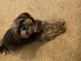 Lucky 5 Jahre Yorkshire shitzu mix