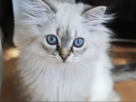 Kitten British Langhaar