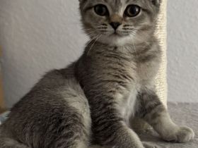 BKH-Kitten suchen ab sofort ein neues Zuhause