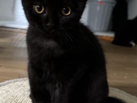 Ragdoll x BKH Kitten sind abgabebereit