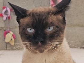 Hermes, FelV positiv