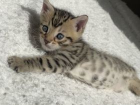 Bengal mix Kitten
