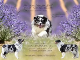 Australian Shepherd (Deckrüde) "Jace" vom Obersee