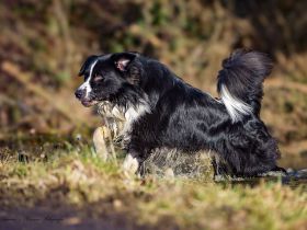 Australian Shepherd (Deckrüde) Dust in the Wind vom Obersee "Dusty"
