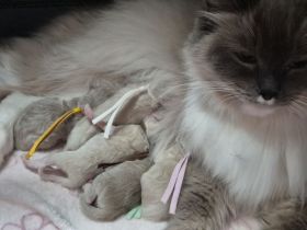 Ragdoll- / Cherubimkitten suchen Zuhause