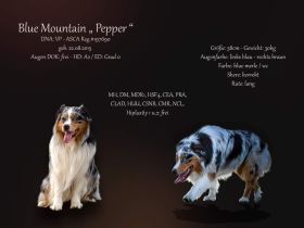 Australian Shepherd (Deckrüde) Blue Mountain Pepper