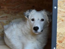 Sportlicher Gismo sucht sein aktives Gegenstück