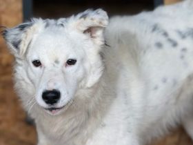 Sportlicher Gismo sucht sein aktives Gegenstück
