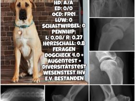 Dänischer Broholmer DECKRÜDE