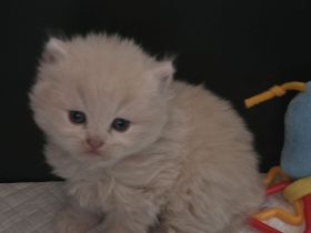 Bkh/ Blh Kitten in Creme und Blau