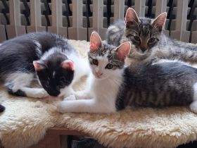 Katzenkinder suchen Ihren Menschen