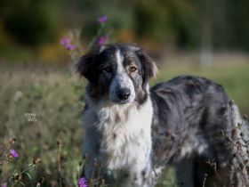 Verspielte Nala sucht ihr Glück