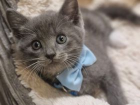 Süße BKH-Siam-Mix Kitten abzugeben!