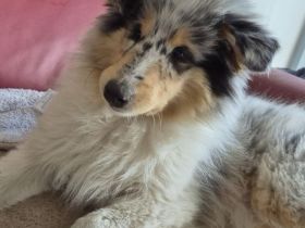 Collie Welpen,  britische Linien