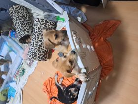 Border collie mix welpen Auszugs bereit