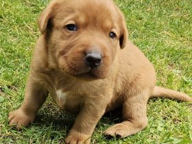 Labrador Foxred Welpen