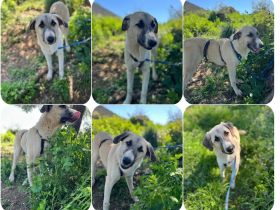 Orlando – freundlicher Gefährte für jeden Tag