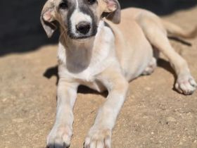 Orlando – tapferer Welpe mit großem Herzen