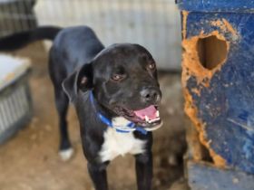 Onyx – ein schwarzer Schatz sucht sein Für-immer-Zuhause