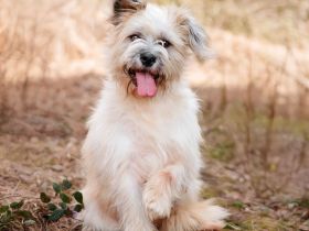 Tyoma: eine Fellnase für gemütliche Spaziergänge