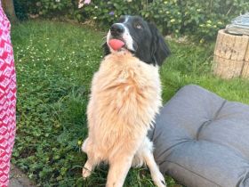 Mischling Rüde mit Handicap zucht liebevolles zu Hause