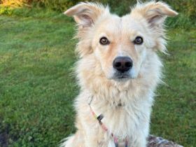 Gnocchi sucht eine aktive Familie