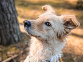 Gnocchi sucht eine aktive Familie